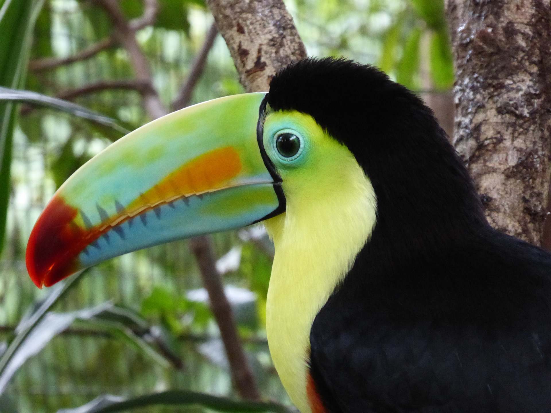 Ein Vogel aus Südamerika